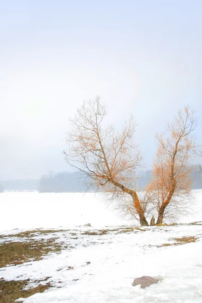 V şeklinde tek ağaç — Stok fotoğraf