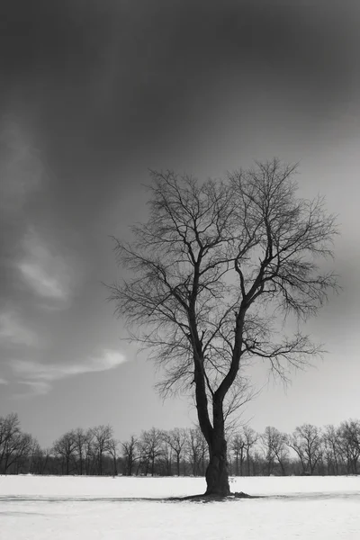 Siyah tek ağaç — Stok fotoğraf