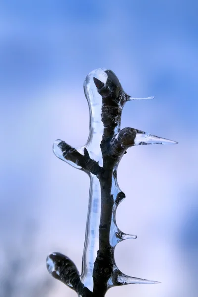 Branche glacée — Photo