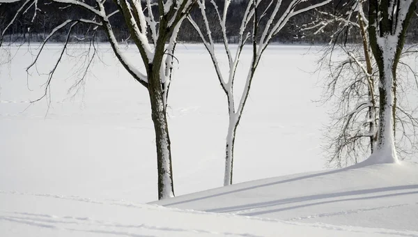 Winter Trees — Stock Photo, Image