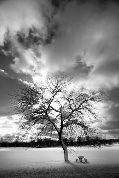 Jeden suchý strom — Stock fotografie