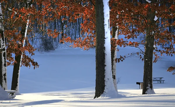 Φθινόπωρο δέντρα με χιόνι — Φωτογραφία Αρχείου