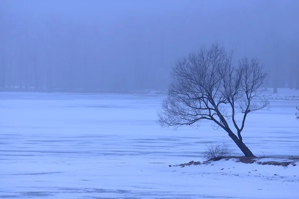 Árbol único en invierno — Foto de Stock