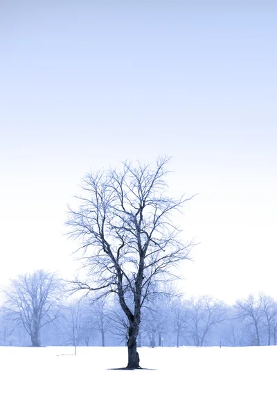 Jeden strom uprostřed sněhu — Stock fotografie