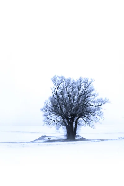 Tek ağaç — Stok fotoğraf