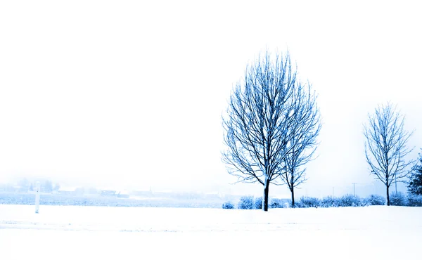 Дерева в зимовий період — стокове фото