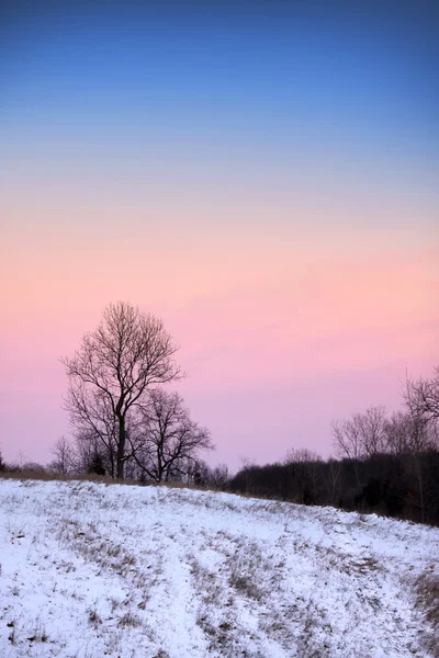 Деревья в зимнее время — стоковое фото