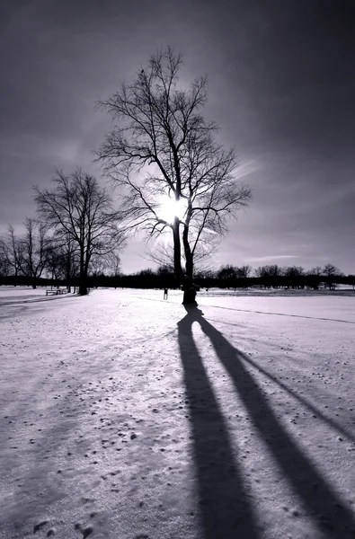 Зимний свет солнца — стоковое фото
