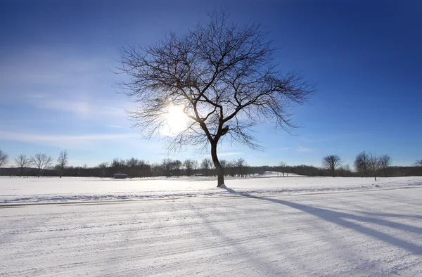 Słoneczny zimowy — Zdjęcie stockowe