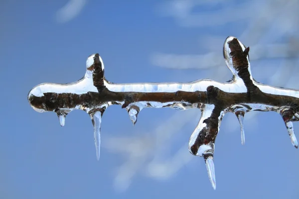 Isen täckte gren — Stockfoto