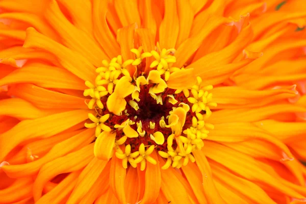 Blume Hintergrund — Stockfoto
