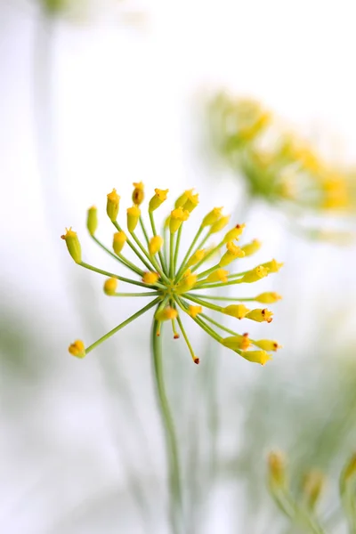 stock image Tiny spring bloom