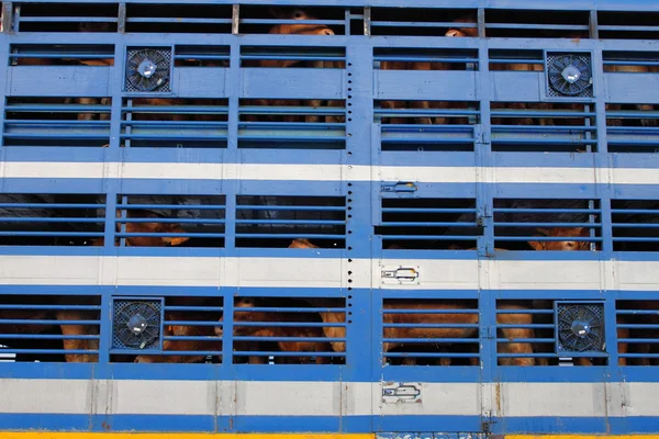Transporte de vitelos — Fotografia de Stock