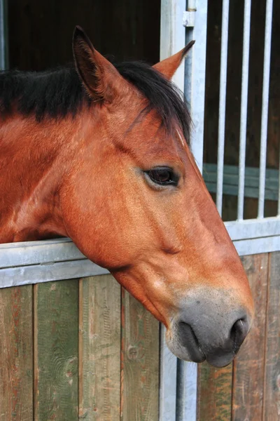 Koně ve stáji — Stock fotografie