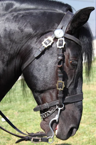 Portret czarnego konia — Zdjęcie stockowe