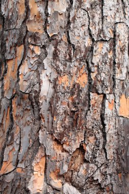 Pine tree bark clipart