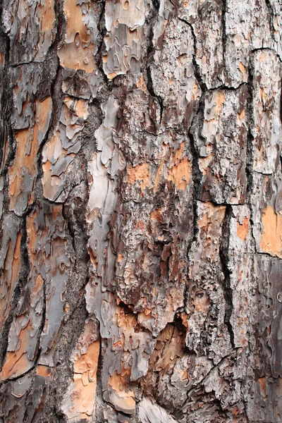 Кора соснового дерева — стоковое фото