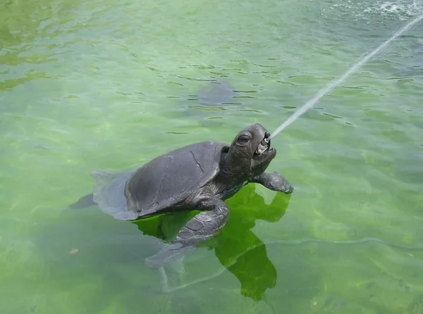 stock image Turtle statue