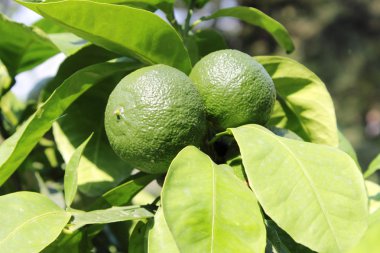 Yeşil limon ağacı üzerinde