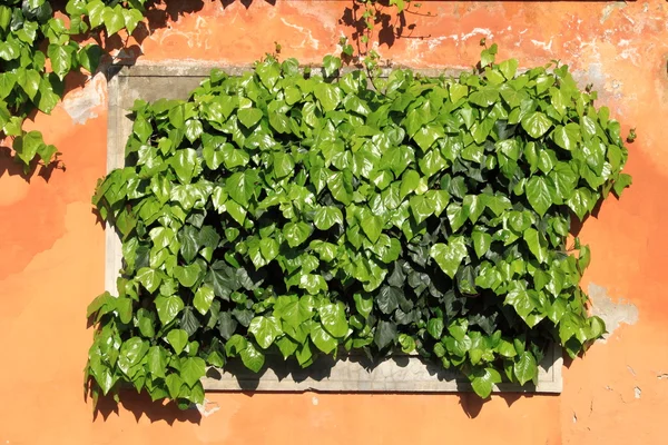 Zelená břečťan roste — Stock fotografie