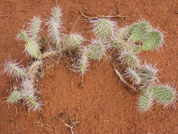 Prickly Pear Cacti — Stock Photo, Image