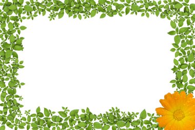 Green plant frame with yellow flowers clipart