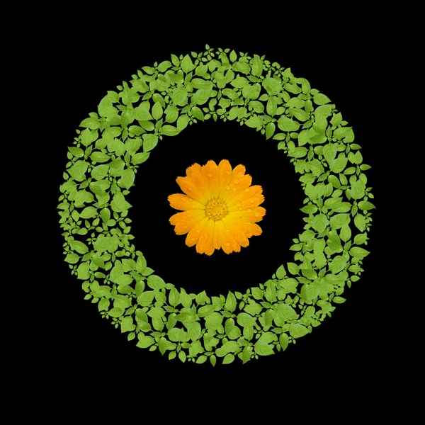 फुलांसह हिरव्या वनस्पती मंडळ — स्टॉक फोटो, इमेज