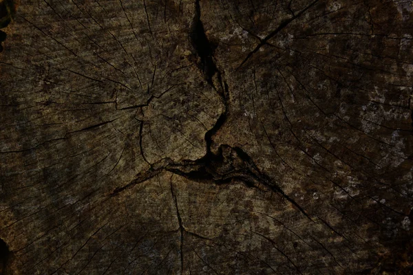 오래 된 나무 그 루터 기 배경 — 스톡 사진