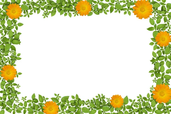 Groene plant frame met gele bloemen — Stockfoto