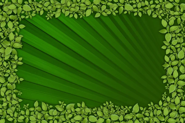Groene blad achtergrond — Stockfoto