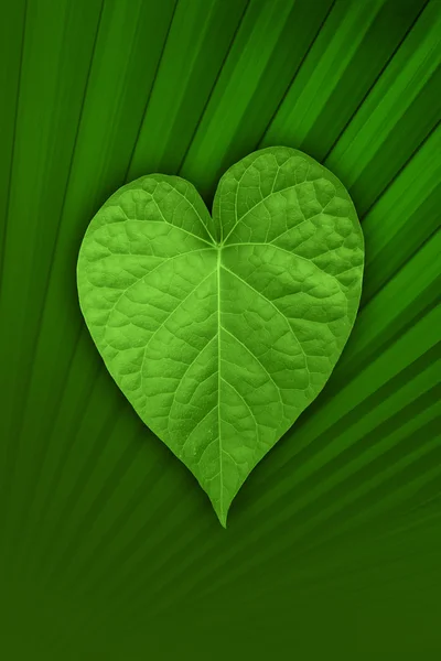 stock image Heart shaped leaf