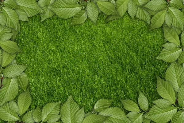 Зелена рослина фону — стокове фото