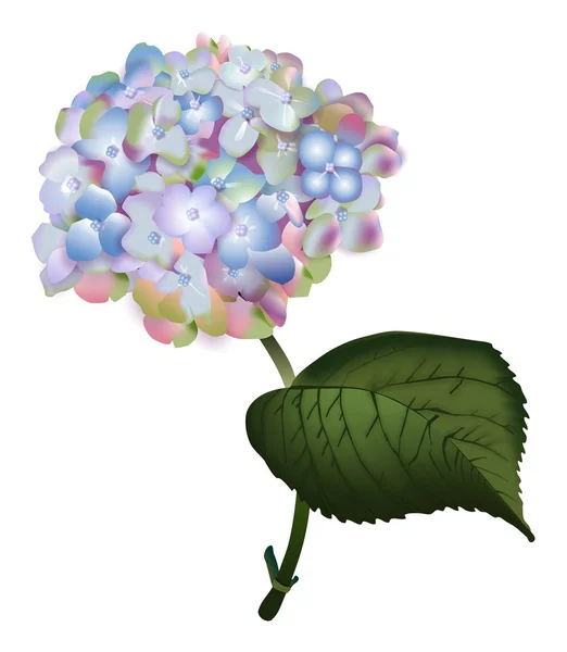 Geïllustreerde hortensia — Stockvector
