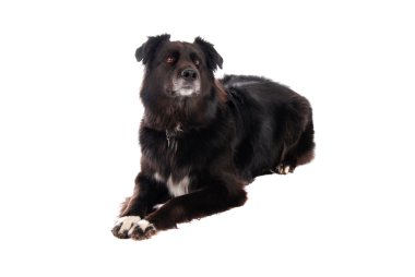 A black dog laying down clipart