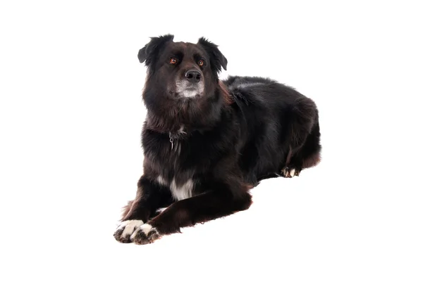 Černý pes, kterým se stanoví — Stock fotografie