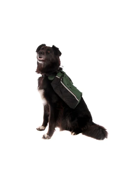 Černý pes nosí batoh — Stock fotografie