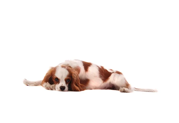 Cavalier King Charles Spaniel Puppy — Stock Photo, Image