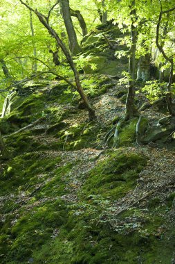 Dante'nın gorge