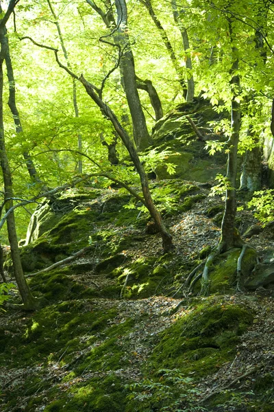 stock image Dante's gorge