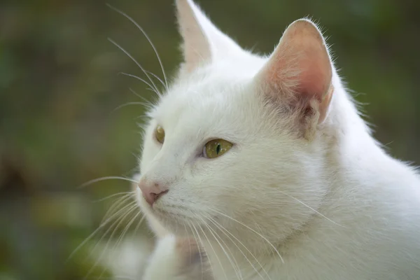 stock image White cat