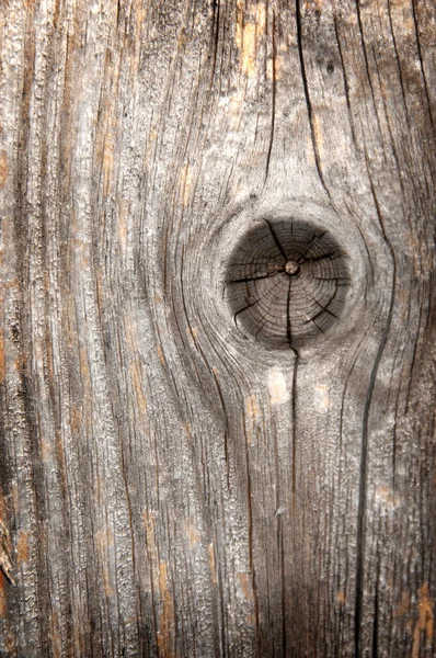 Trunk of wood — Stock Photo, Image