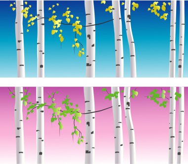 Vector birches clipart