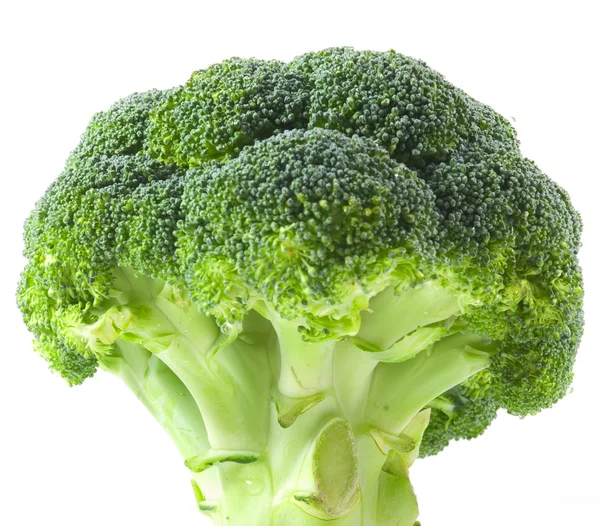 stock image Isolated broccoli