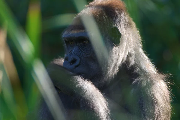 Closeup Gorilla — Stock Photo, Image