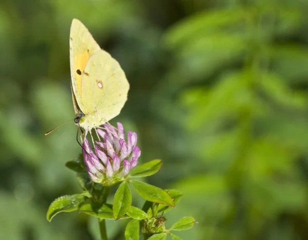 Butterfly on a flower — Stock Photo, Image