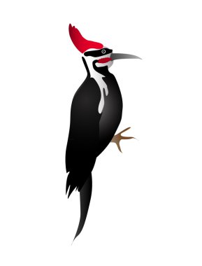 Woodpecker clipart