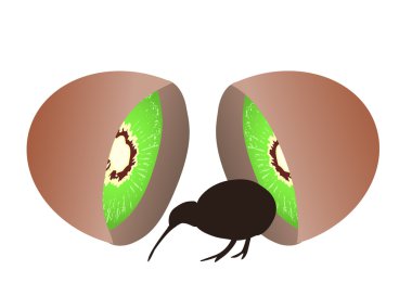 Kiwi bird coming from kiwi fruit clipart