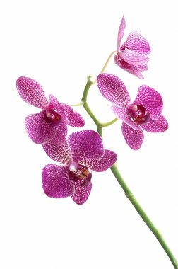 Flower orchids on white ground clipart