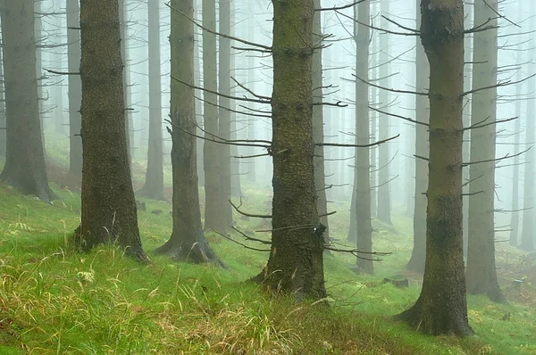 Сосна - дерево — стоковое фото