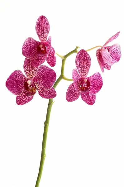 Orquídeas de flores em solo branco — Fotografia de Stock
